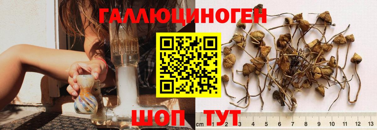 Галлюциногенные грибы GOLDEN TEACHER  Вход с VPN  Таганрог  Псилоцибиновые грибы мицелий 